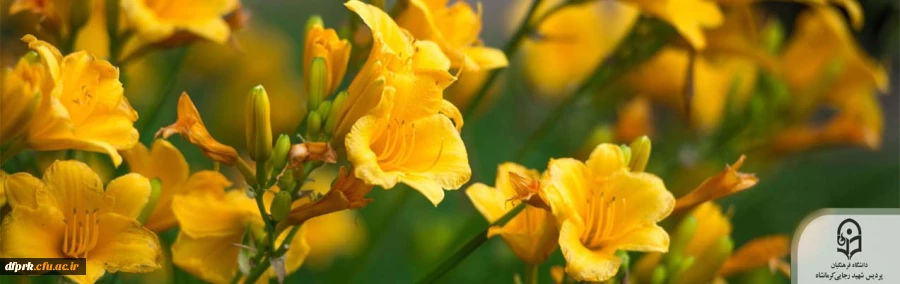 فرا رسیدن بهار مبارک باد 2