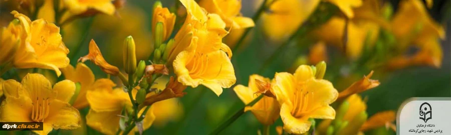 فرا رسیدن بهار مبارک باد 2